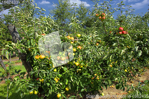 Image of apple trees loaded with apples in an orchard in summer