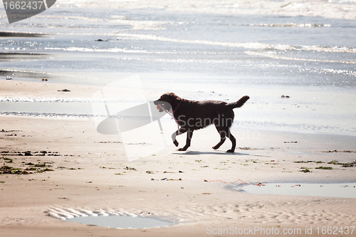 Image of brown labrador playing on a sandy beach