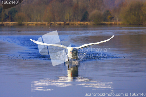 Image of arrival of a large male swan