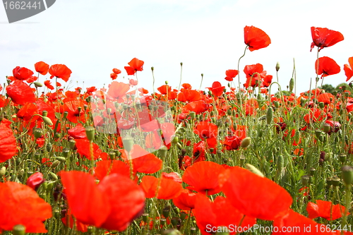 Image of Fields of poppies in spring in France