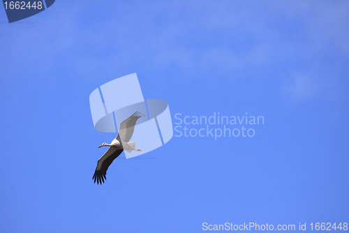 Image of large stork flying in a blue sky