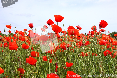 Image of Fields of poppies in spring in France