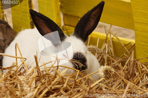 Image of close-up of a white rabbit farm in the straw