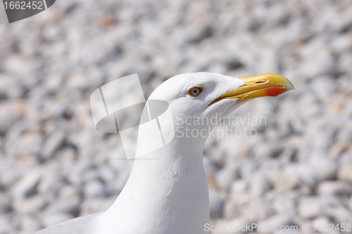 Image of portrait of a seagull on shingle beach