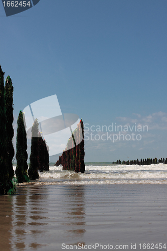 Image of mussel sea on the coast of opal in France Bouchot