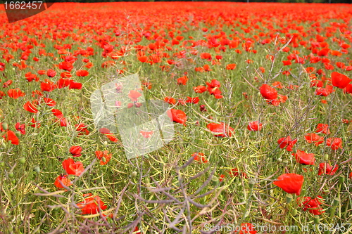 Image of Fields of poppies in spring in France