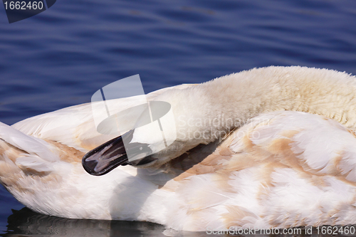 Image of a young mute swan make her toilet. his attitude is soft