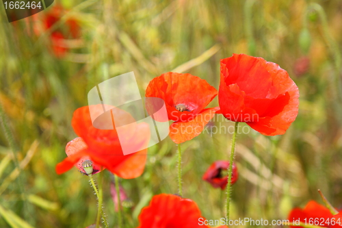 Image of Fields of poppies in spring in France