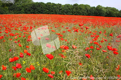 Image of Fields of poppies in spring in France