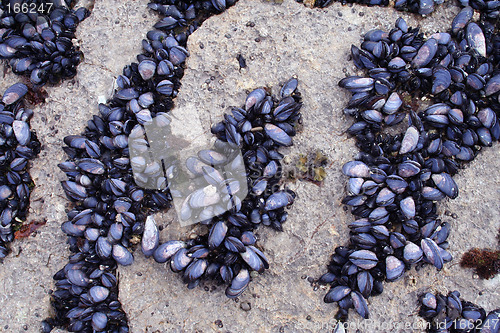 Image of Mussel Rows