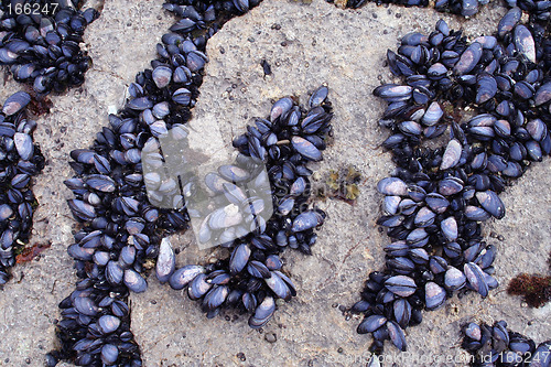 Image of Mussel Rows