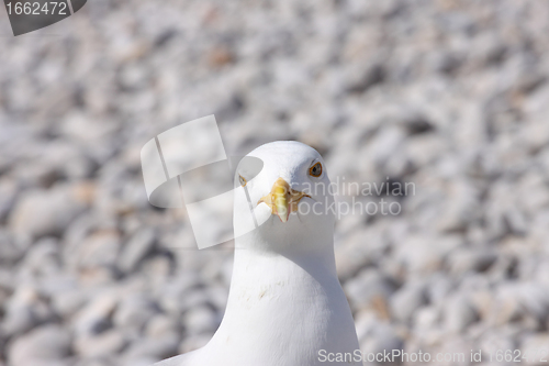 Image of portrait of a seagull on shingle beach