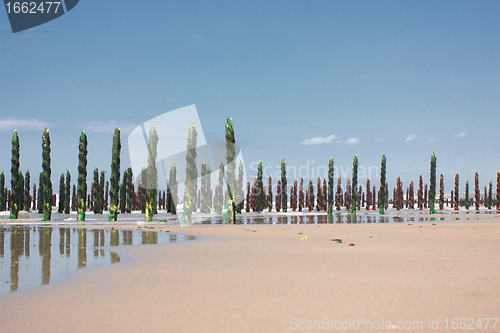 Image of mussel sea on the coast of opal in France Bouchot