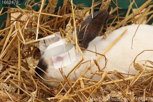 Image of close-up of a white rabbit farm in the straw