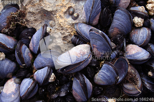 Image of Mussels Closeup