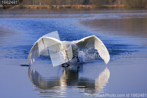 Image of arrival of a large male swan