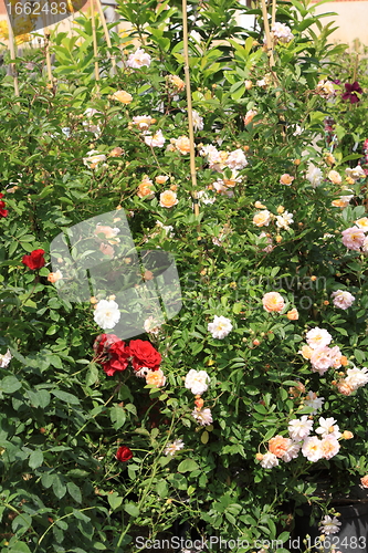 Image of Market of flowers in spring in France