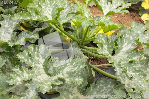 Image of Green Zucchini with flowers in vegetable garden