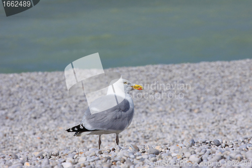 Image of portrait of a seagull on shingle beach