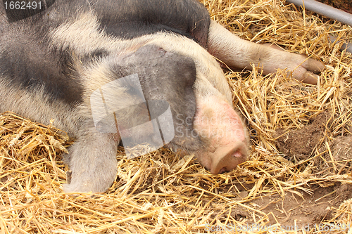 Image of close up of a very big pig pink and black
