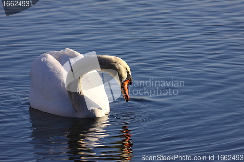 Image of Wild swan mute on its lake in France.