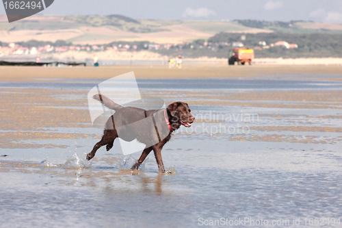 Image of brown labrador playing on a sandy beach