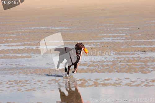 Image of brown labrador playing on a sandy beach