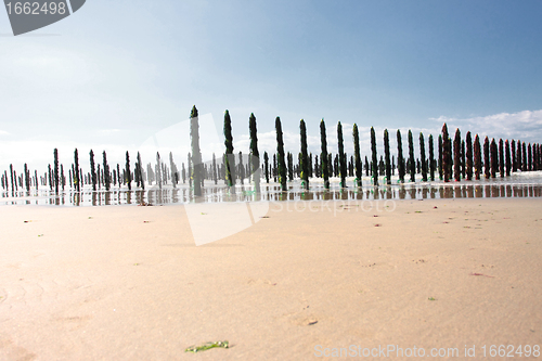 Image of mussel sea on the coast of opal in France Bouchot