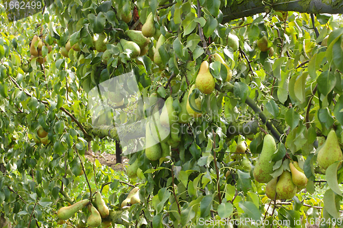 Image of pear trees laden with fruit in an orchard in the sun