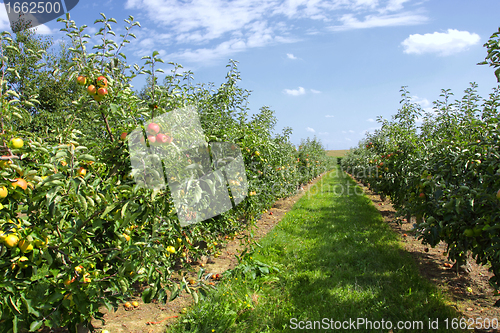 Image of apple trees loaded with apples in an orchard in summer