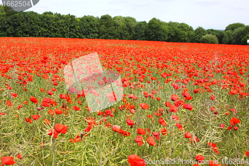 Image of Fields of poppies in spring in France
