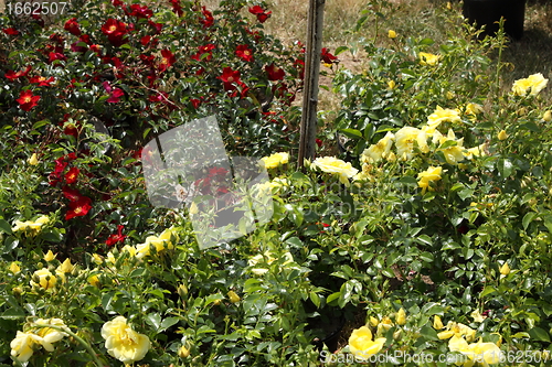 Image of Market of flowers in spring in France