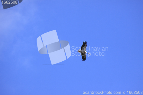 Image of large stork flying in a blue sky