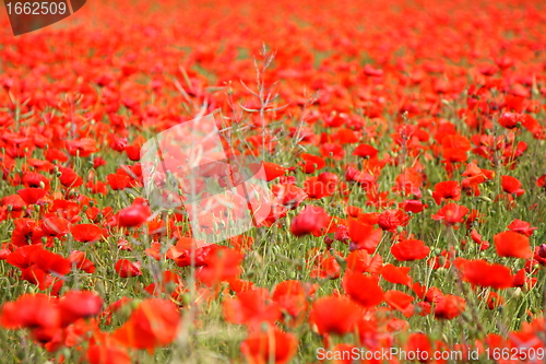 Image of Fields of poppies in spring in France