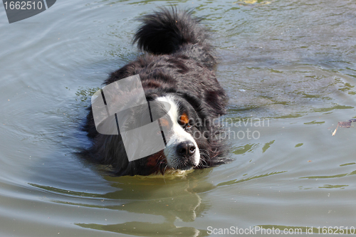 Image of Bernese mountain dog beautiful swimming in the lake water (bouvier nernois)