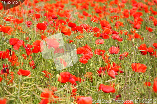 Image of Fields of poppies in spring in France