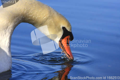 Image of Wild swan mute on its lake in France.