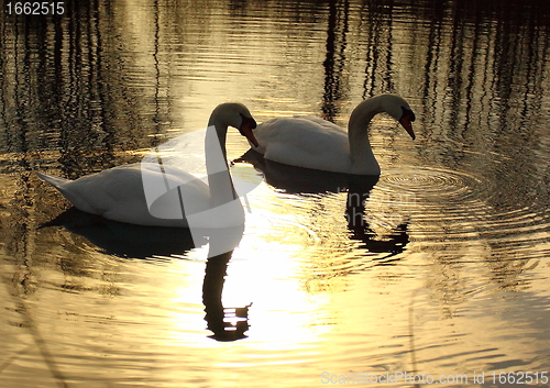 Image of Wild swan mute on its lake in France.