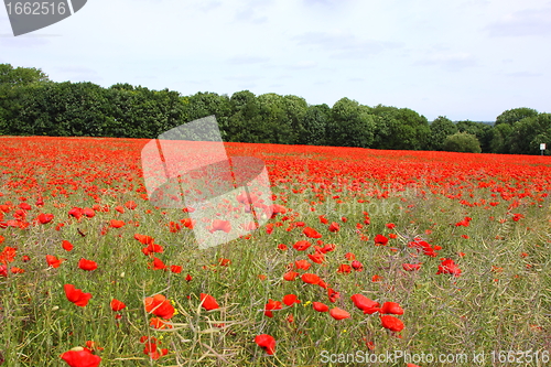 Image of Fields of poppies in spring in France