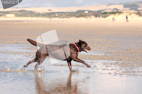 Image of brown labrador playing on a sandy beach