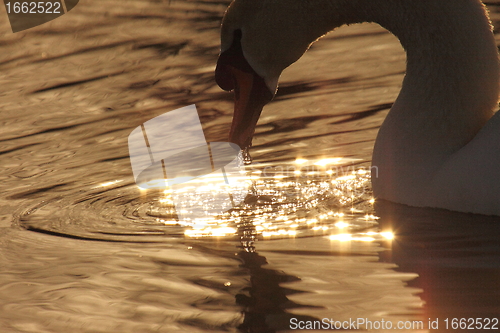 Image of Wild swan mute on its lake in France.