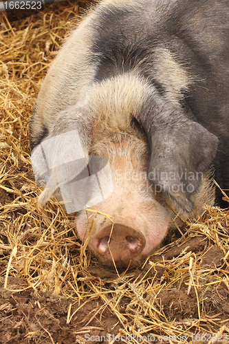 Image of close up of a very big pig pink and black