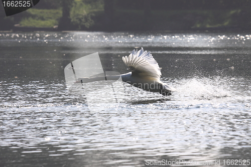 Image of Landing of a swan mute in france