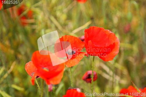 Image of Fields of poppies in spring in France