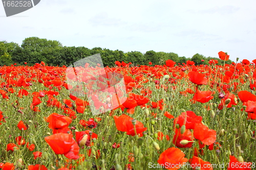 Image of Fields of poppies in spring in France