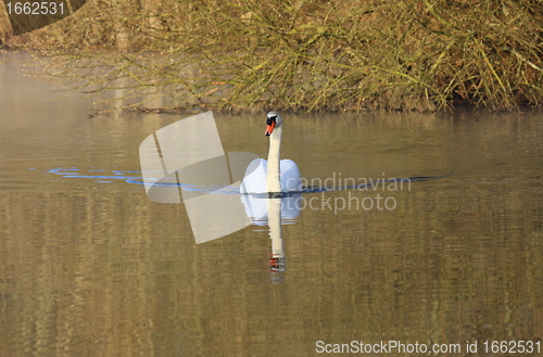 Image of Wild swan mute on its lake in France.