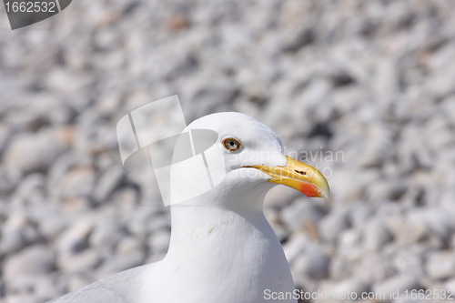 Image of portrait of a seagull on shingle beach