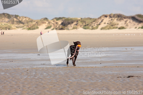 Image of brown labrador playing on a sandy beach