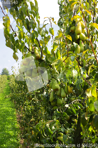Image of pear trees laden with fruit in an orchard in the sun