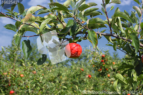 Image of Beautiful red apple on a branch under a blue sky
